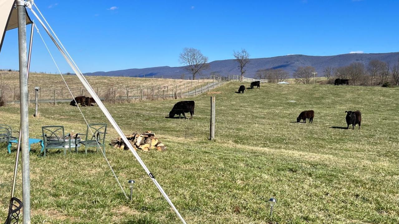 Shenandoah Valley Glamping - Amazing Views - Farm Edinburg Exterior foto